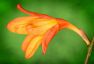 Close-up of orange day lily