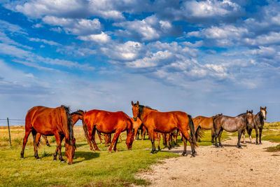 Horses on a field