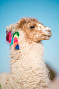 Alpaca in a oasis in the atacama desert, tambillo, atacama desert, chile