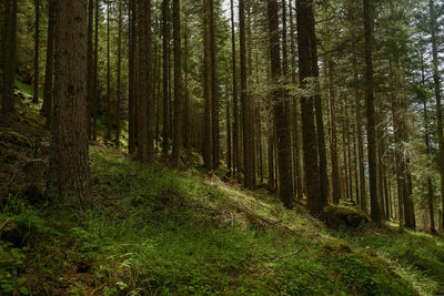 Pine trees in forest