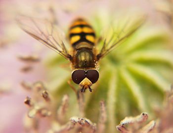 Close-up of bee on flower