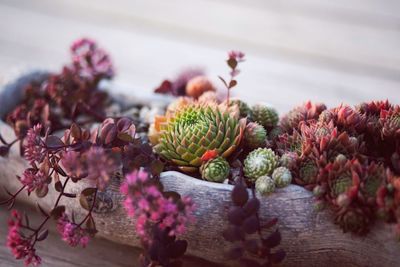 Close-up of pink flowering plant