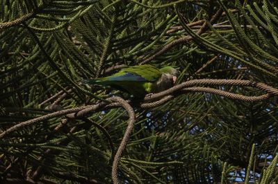 Close-up of green perching on tree