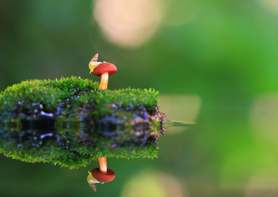 Reflection little snail on mushroom