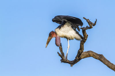 Low angle view of bird perching on branch against sky