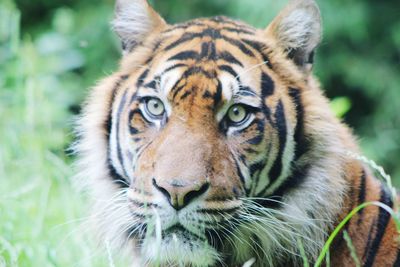 Close-up portrait of tiger