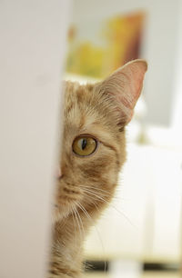 Close-up portrait of cat