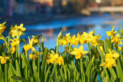 Close-up of yellow daffodil flowers