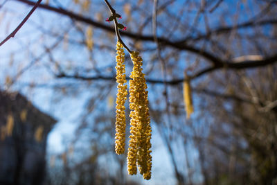 Low angle view of flowering plant hanging on branch