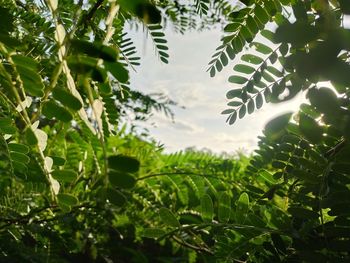 Low angle view of leaves on tree against sky