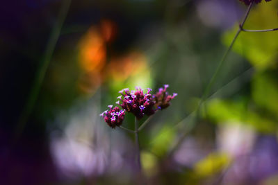 Close-up of purple flowering plant