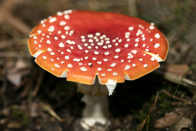 Close-up of fly agaric mushroom on field