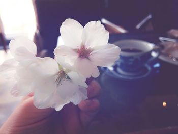 Close-up of white flower