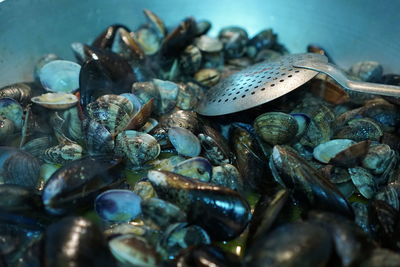 Close-up of mussels in container