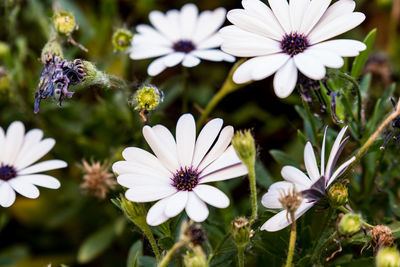 Close-up of white flowers