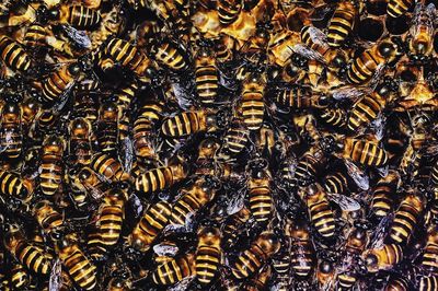 Close-up of bees on glass