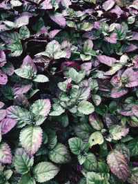 Full frame shot of purple flowering plants