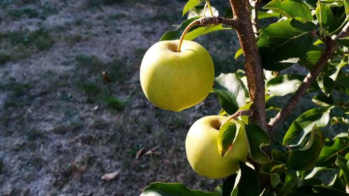 Close-up of apple growing on tree