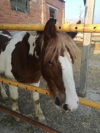 Close-up portrait of horse standing in stable