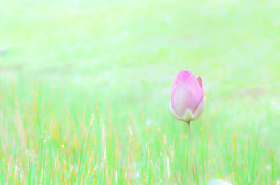 Close-up of pink flowers blooming in field