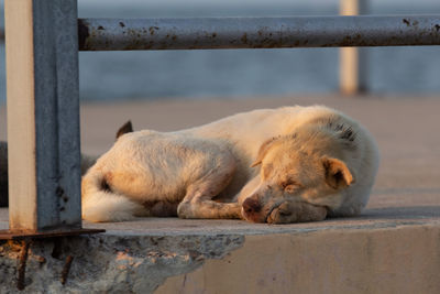 View of a sleeping cat