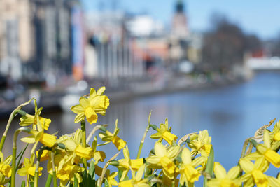 Close-up of yellow flowering plants
