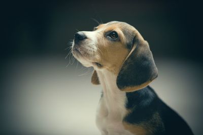 Beagle puppy gets food scent