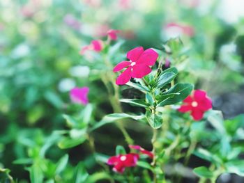 Close-up of pink flowers blooming outdoors