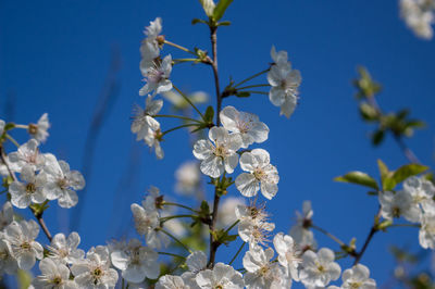 Close-up of cherry blossoms against blue sky