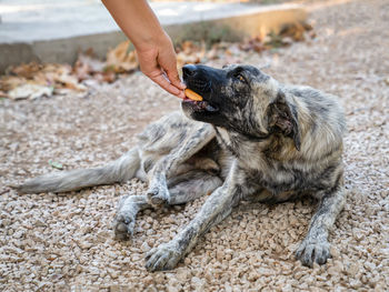 Stray dog of gray and white color lies on ground and takes food from hands of person. 