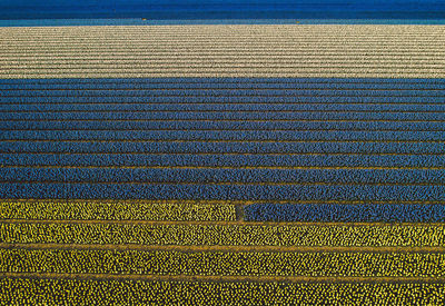 Full frame shot of colorful flowers growing on field