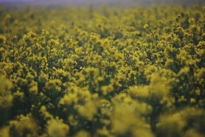 Scenic view of oilseed rape field