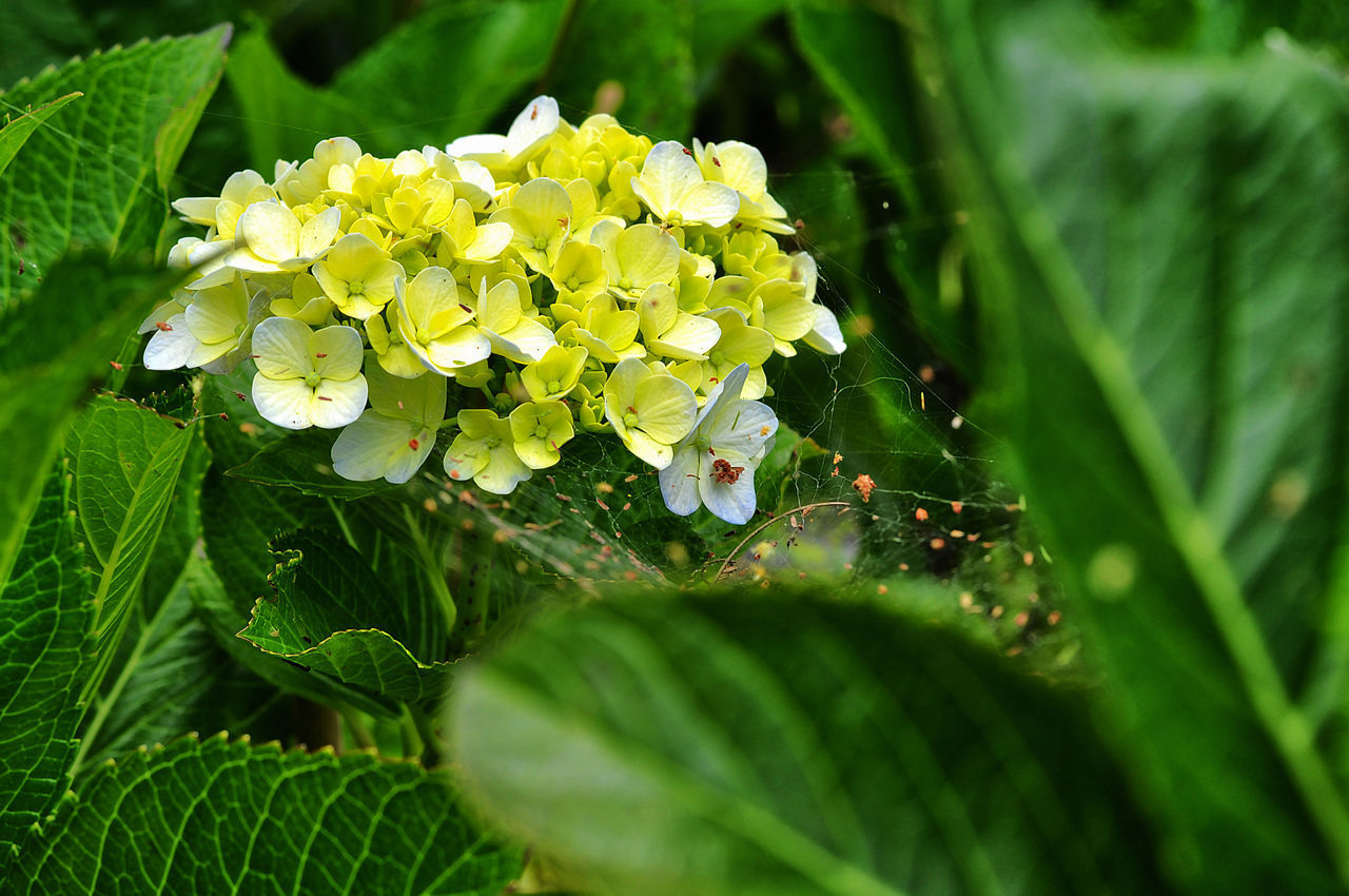 CLOSE-UP OF FRESH WHITE FLOWERING PLANT