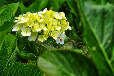 Close-up of yellow flowering plant