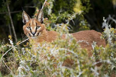 Portrait of caracal on field