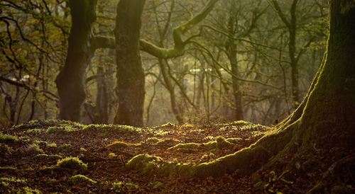 Close-up of tree trunk in forest