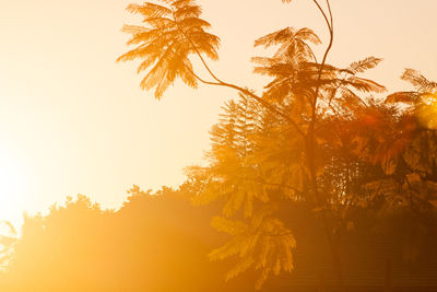 Low angle view of silhouette trees against sky during sunset