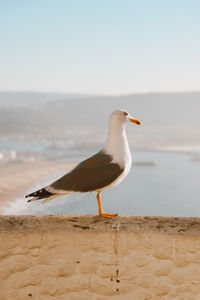 Seagull perching on a wall