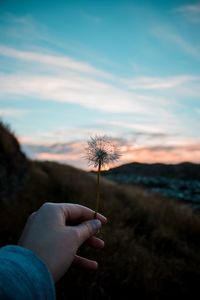Cropped hand holding dandelion against sky during sunset