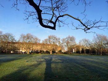 Bare trees on landscape against clear sky