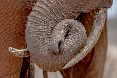 An elephants trunk on the tusks