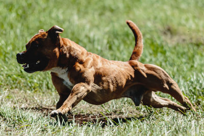 Staffordshire bull terrier running fast and chasing lure across green field at dog racing competion