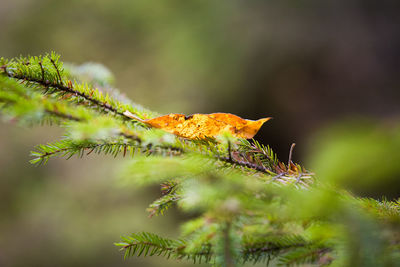 Close-up of maple leaves on moss