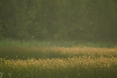 Raindrops on field