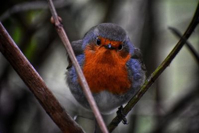 Close-up of bird perching on branch