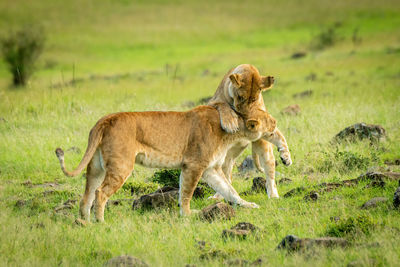 Lioness tackles another walking past in savannah