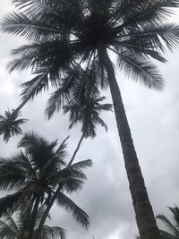 Low angle view of palm trees against sky