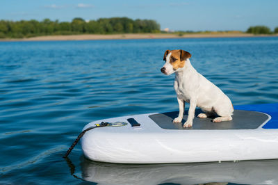 Dog in boat
