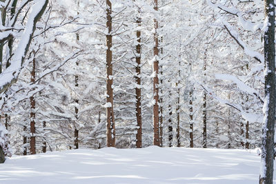 Snow covered land and trees in forest