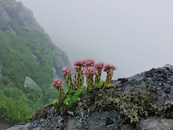 Close-up of flowers growing on rock against sky